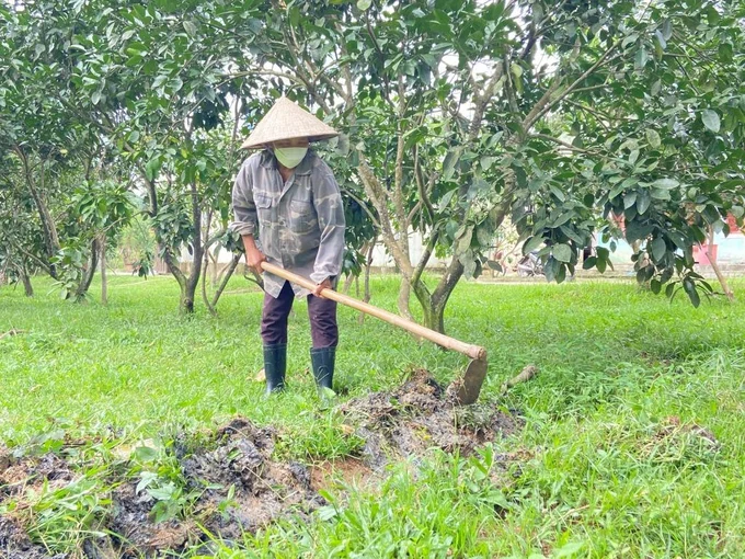 Cách Phục Hồi Cây Cảnh Sau Mùa Mưa Hiệu Quả, Nhanh Xanh Tốt