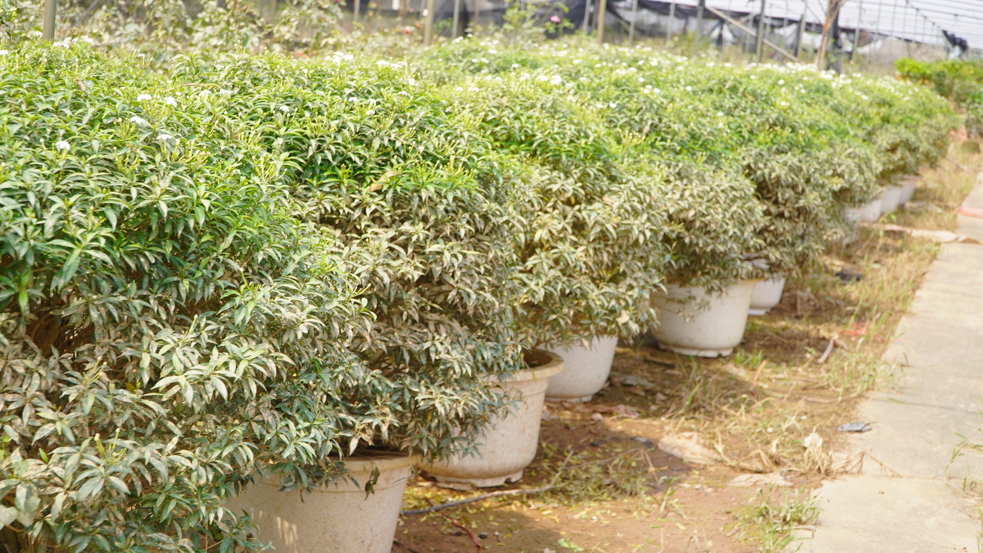 Cách Phục Hồi Cây Cảnh Sau Mùa Mưa Hiệu Quả, Nhanh Xanh Tốt