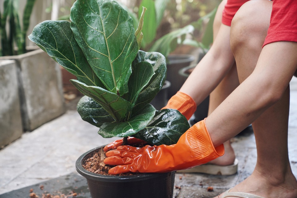Cách Phục Hồi Cây Cảnh Sau Mùa Mưa Hiệu Quả, Nhanh Xanh Tốt
