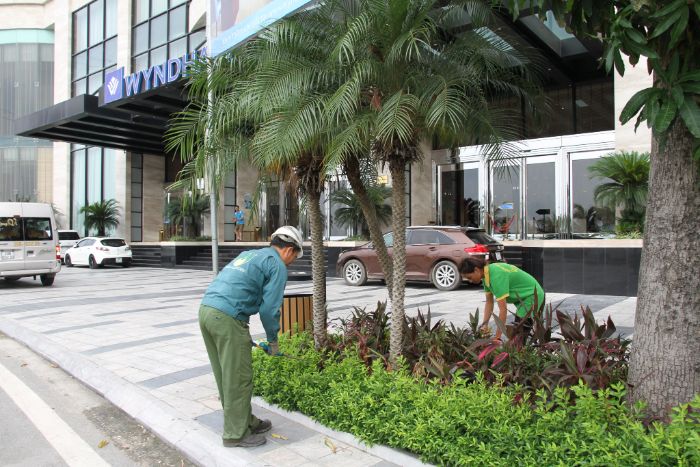 Dịch Vụ Chăm Sóc Cây Xanh Chuyên Nghiệp