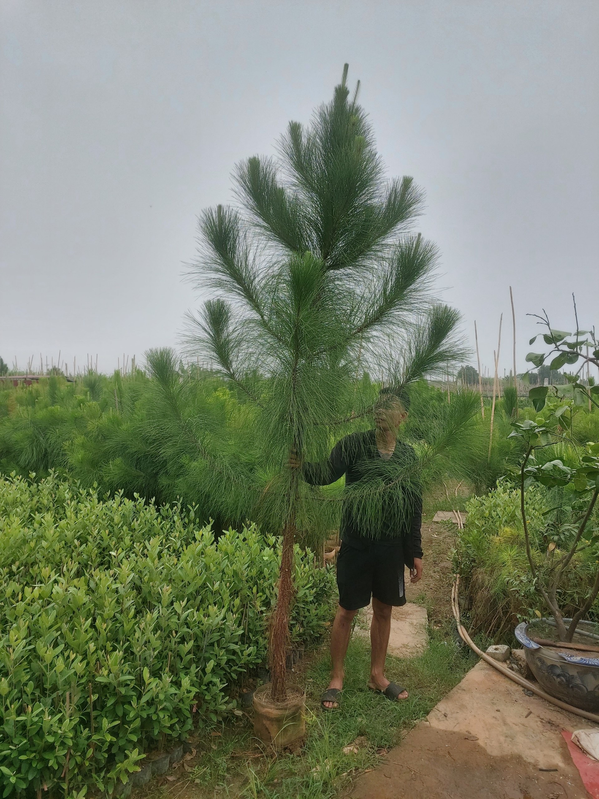 Cây Thông Sân Vườn Đẹp Cho Cảnh Quan