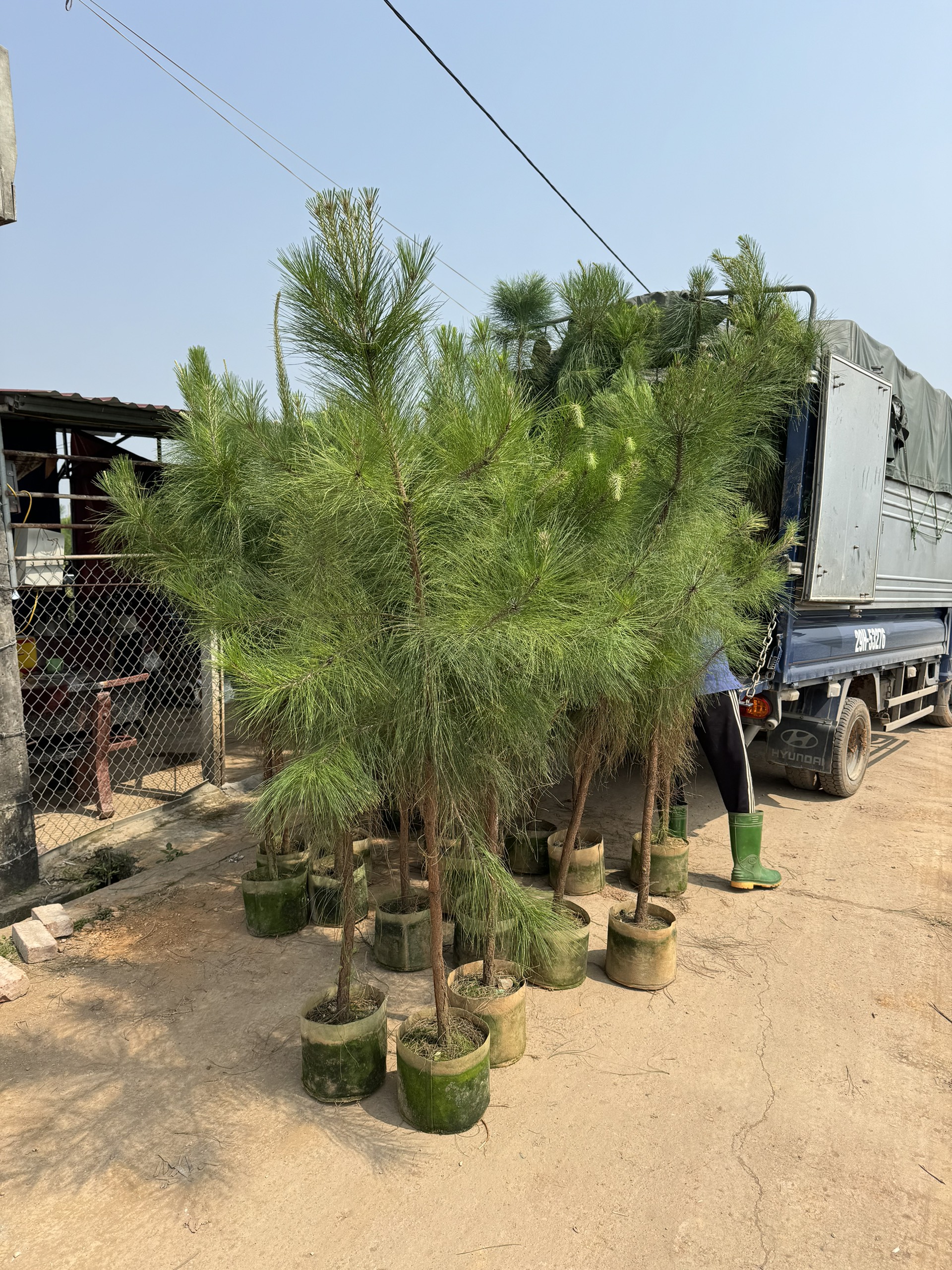 Cây Thông Sân Vườn Đẹp Cho Cảnh Quan